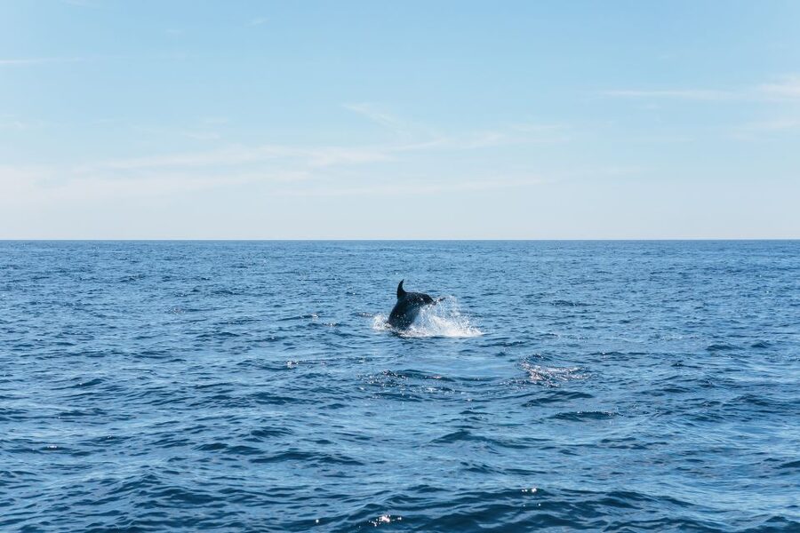 Albufeira: 2.5-Hour Benagil Caves & Dolphin Watching - Is $40 good value for 2.5 hours?