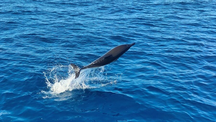 Albufeira: 2.5-Hour Dolphin Watching and Caves Trip - Is $41 good value for 2.5 hours?