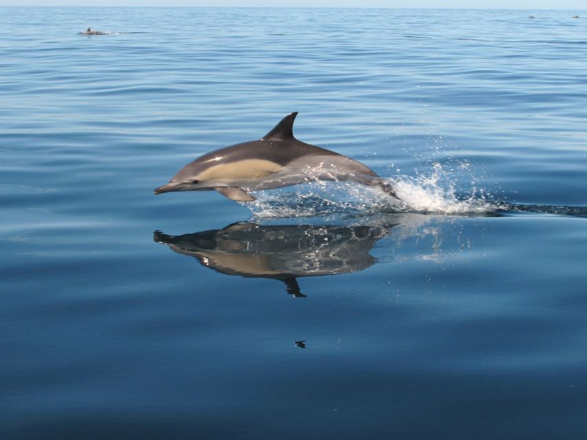 Albufeira: Benagil Cave and Dolphin Sightseeing Boat Cruise - Is $47 a fair price?