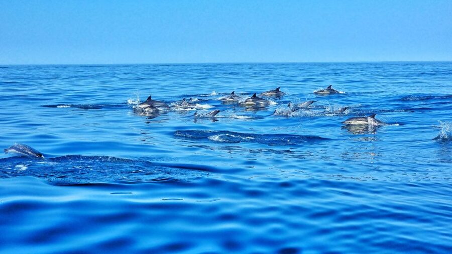 Albufeira: Benagil Cave and Dolphin Sightseeing Boat Cruise - Albandeira caves and the curves of Marinha Beach