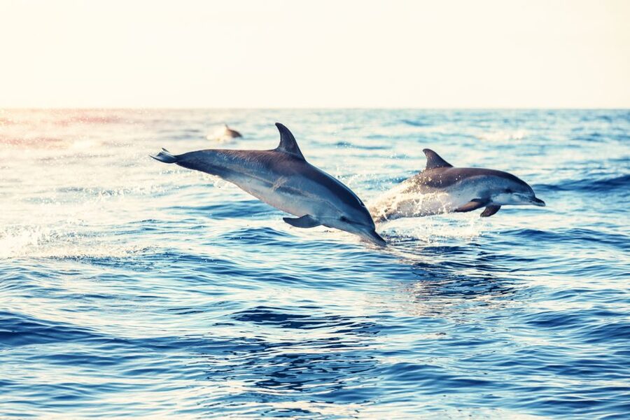 Albufeira: Benagil Caves & Dolphin Watching Speed Boat Tour - Who should book this speedboat experience?