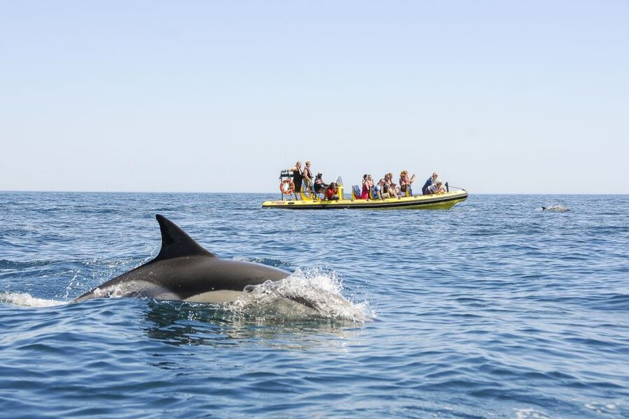 Albufeira: Benagil Caves & Dolphin Watching Speed Boat Tour - Entering the Benagil Caves
