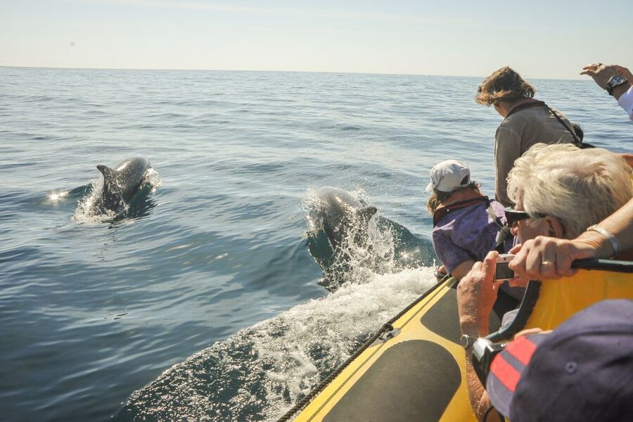 Albufeira: Benagil Caves & Dolphin Watching Speed Boat Tour - Boat comfort, groups, and guiding