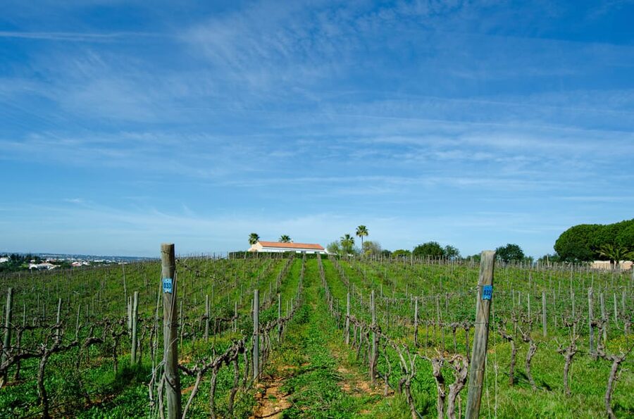 Albufeira: City Highlights & WINE TASTING - Four wines at a local Algarve vineyard