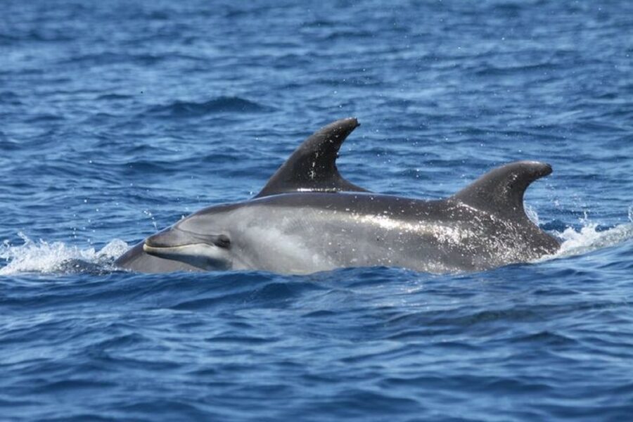 Albufeira: Dolphin Watching and Benagil Cave - Is $34 a fair price?