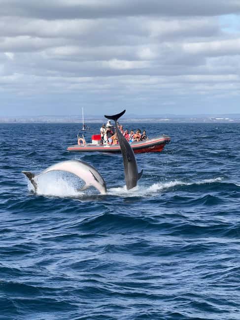 Albufeira: Dolphin Watching and Benagil Cave Boat Cruise - Key points to know before you book