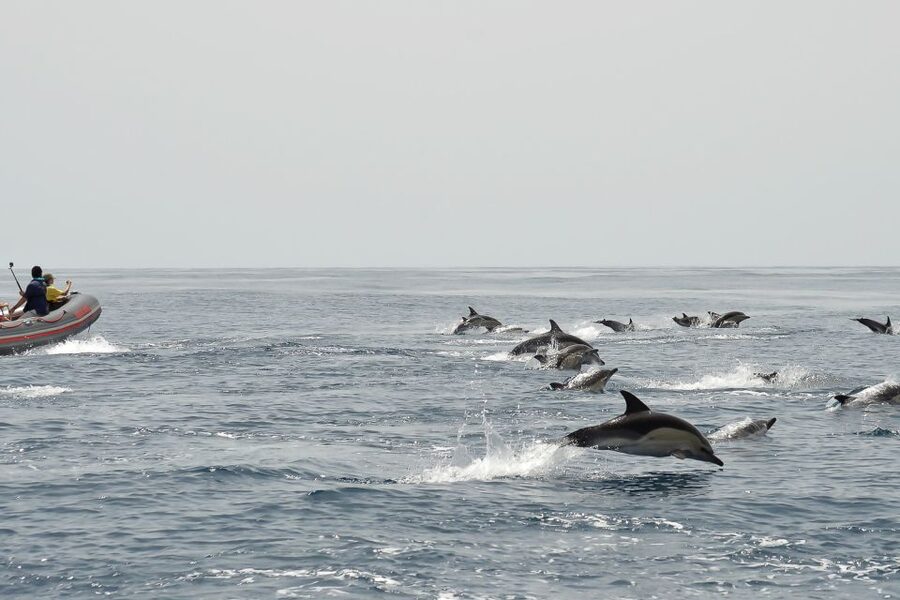 Albufeira: Dolphin Watching and Benagil Cave Boat Cruise - Who should book this cruise?