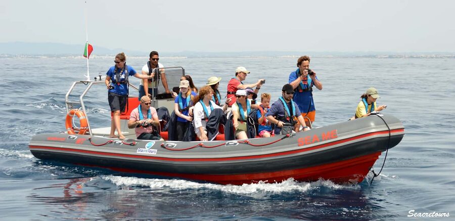 Albufeira: Dolphin Watching and Benagil Cave Boat Cruise - The semi-rigid boat changes the feel of the trip