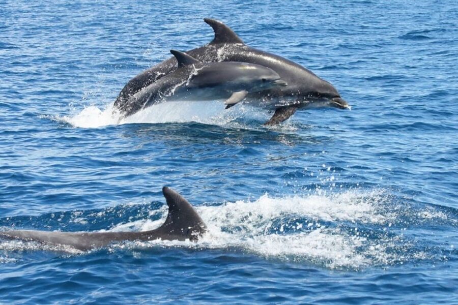 Albufeira: Dolphin Watching and Benagil Cave - Looking for dolphins off Albufeira