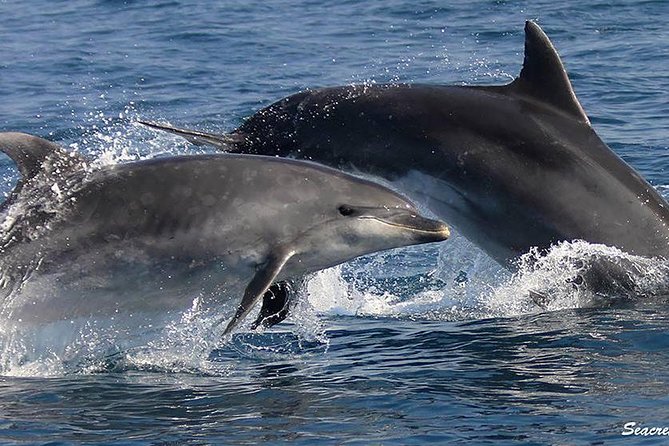 Albufeira: Dolphins and Caves Tour - The Algarve coast from a fast boat