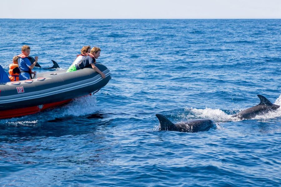 Albufeira: Dolphins, Benagil Caves and Coastline Boat Tour - Should you book it?