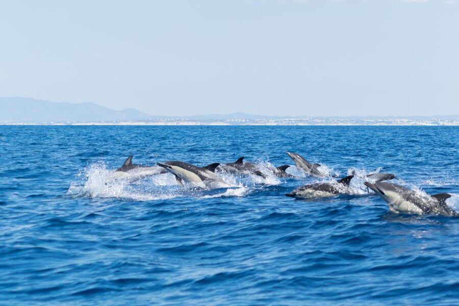 Albufeira: Dolphins, Benagil Caves and Coastline Boat Tour - Guides, commentary, and the feel of the outing