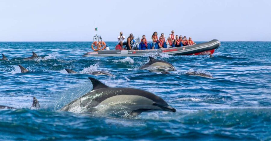 Albufeira: Dolphins, Benagil Caves and Coastline Boat Tour - The best time and the right packing list