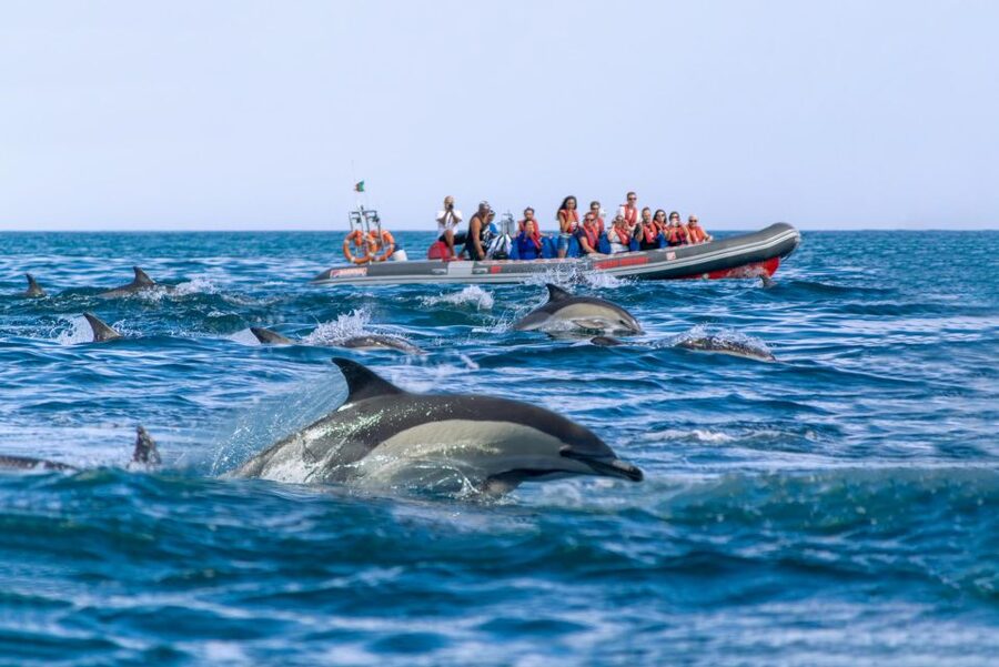 Albufeira: Dolphins, Benagil Caves and Coastline Boat Tour - Who will enjoy this Albufeira boat trip?