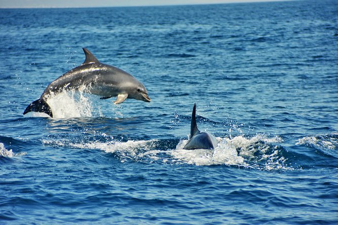 Albufeira Dreamer Boat Trip - Is $42.33 good value?