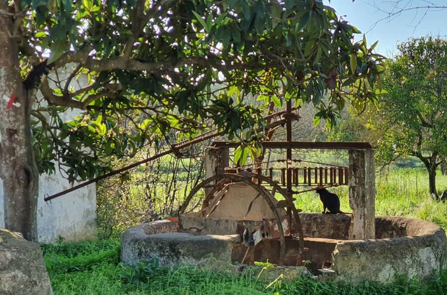 Albufeira: Safari Excursion in the Algarve Mountains - Why this tour reveals a different Algarve