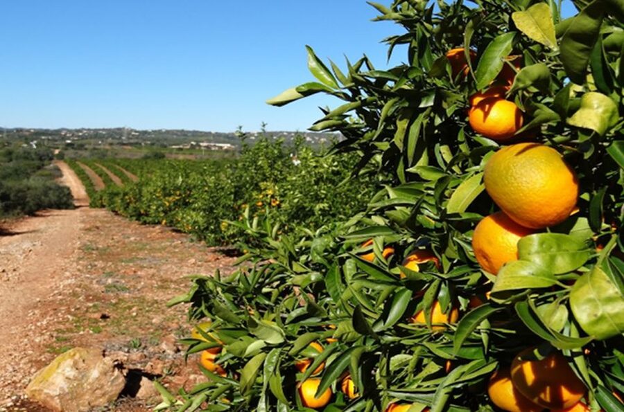 Albufeira: Safari Excursion in the Algarve Mountains - Paderne village and the quieter side of village life