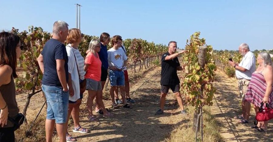 Albufeira/Vilamoura: Winery Tour with Wine Tasting and Tapas - From Albufeira hotels to the vineyard