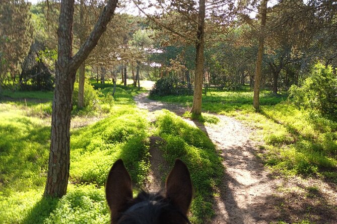 Algarve - Exclusive horseriding in Portimao (no experience required) - Is $60.49 Good Value?