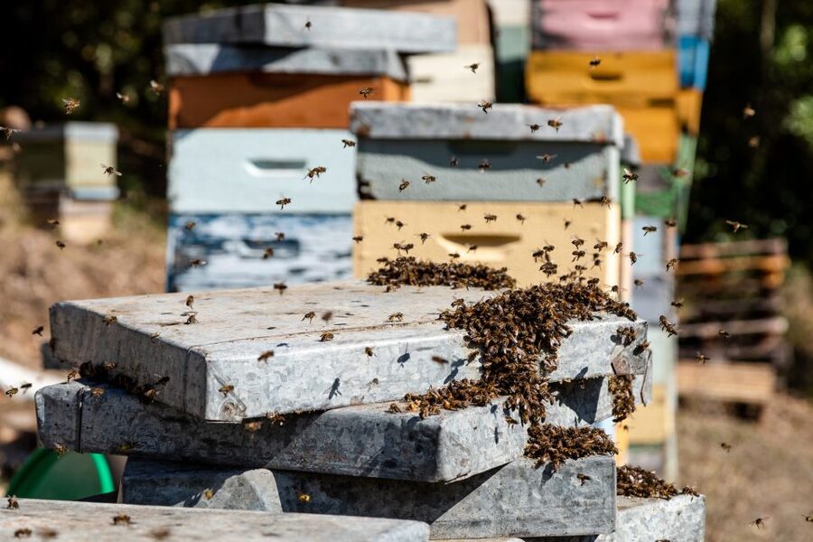 Algarve: Jeep Safari with Distillery Visit & Lunch - Traditional honey production and local farm products