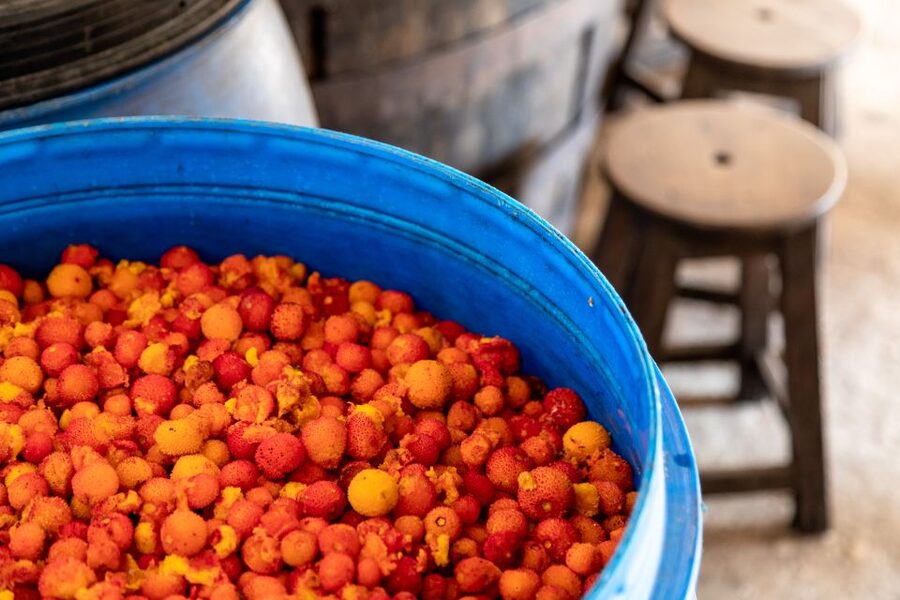 Algarve: Jeep Safari with Distillery Visit & Lunch - What makes the guides so important