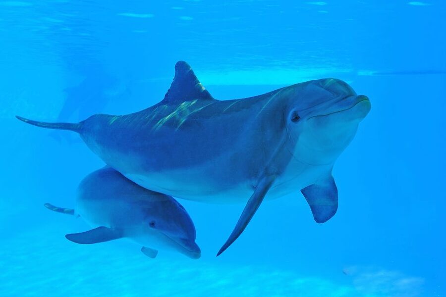Algarve Zoomarine Ticket and Dolphin Emotions Experience - Making a full day of Zoomarine