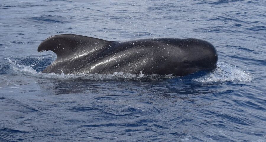 All Inclusive Whale and Dolphin Watching Luxury Tour - Six things to know before you sail