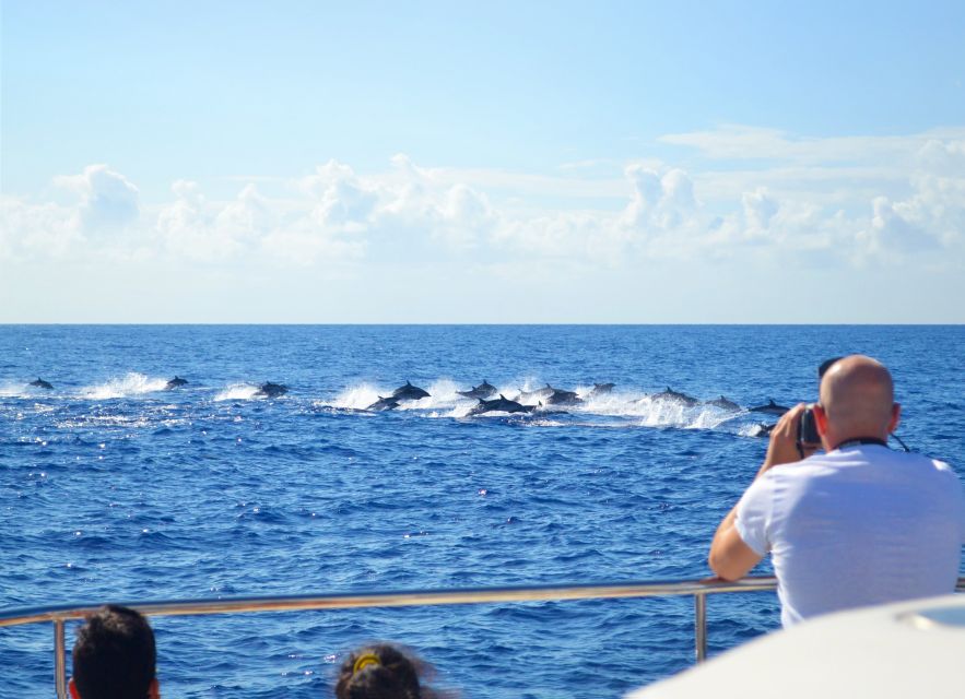 All Inclusive Whale and Dolphin Watching Luxury Tour - Wildlife watching without a guarantee