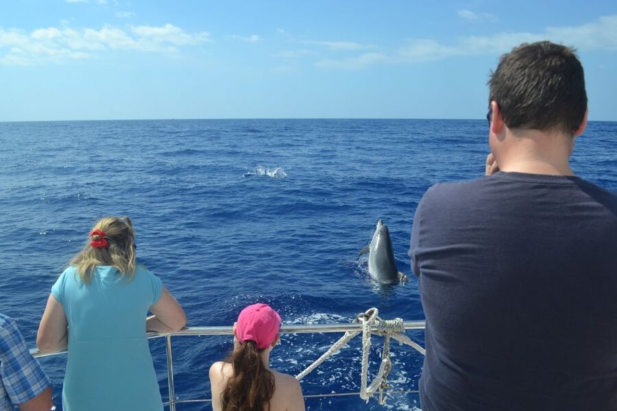 All Inclusive Whale and Dolphin Watching Luxury Tour - Cabo Girão and the Atlantic swim