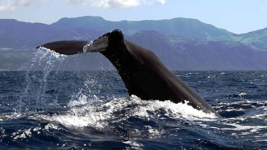 Azores Whale Watching & Islet Boat Tour - Should you book the Azores whale watching tour?