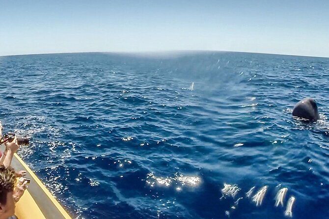 Azores Whale Watching & Islet Boat Tour - Understanding the wildlife instead of just spotting it