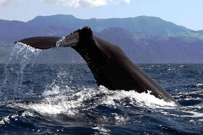 Azores Whale Watching & Islet Boat Tour - Time, transport, and what happens afterward