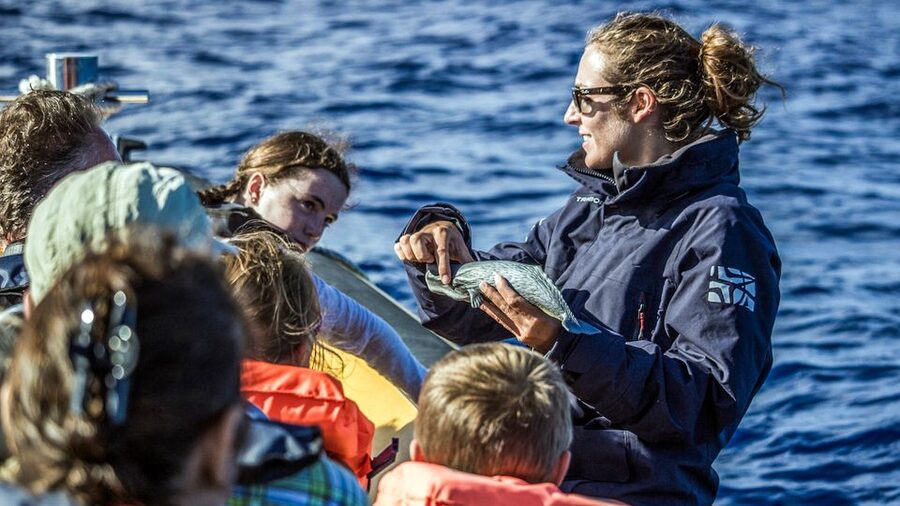 Azores Whale Watching & Islet Boat Tour - Is $70 a good value?