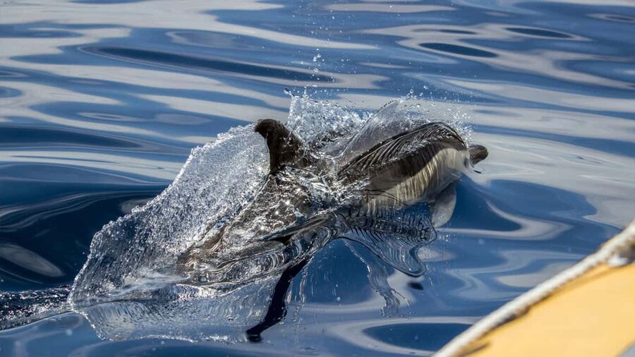 Azores Whale Watching & Islet Boat Tour - Who will enjoy this trip most