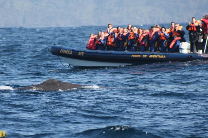 Azores Whale Watching Tour – Ponta Delgada - What the Guides Add to the Trip