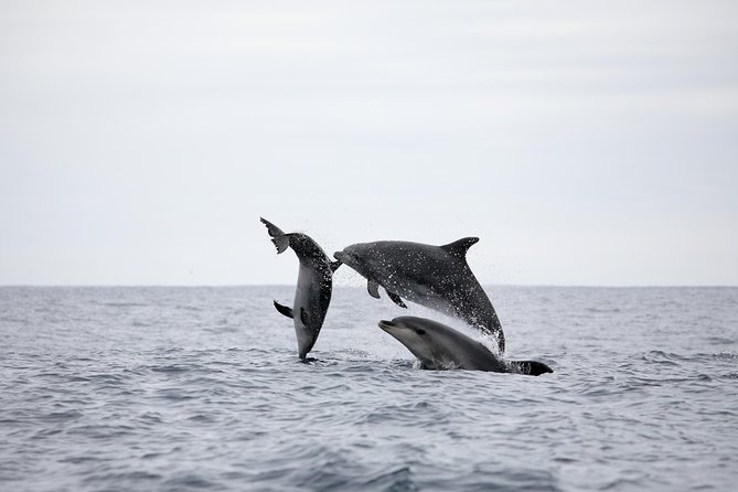 Azores Whale Watching Tour – Ponta Delgada - Sightings: What You Might Actually See