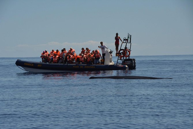 Azores Whale Watching Tour – Ponta Delgada - How Long the Outing Really Feels