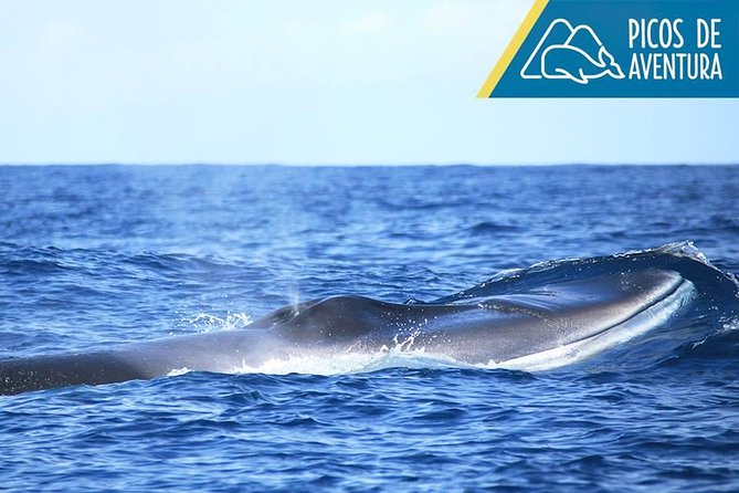 Azores Whale Watching Tour – Ponta Delgada - Price and Overall Value at $78.60