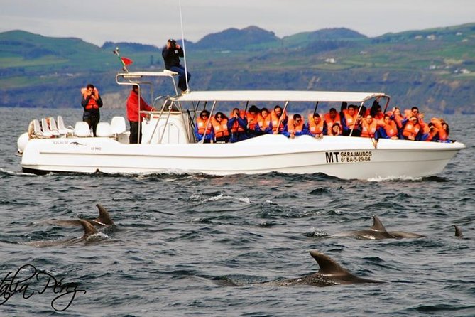 Azores Whale Watching Tour – Ponta Delgada - Searching the Southern Coast for Wildlife
