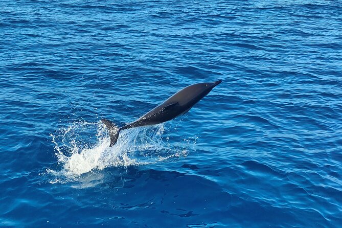 Benagil Caves and Dolphin Watching - 2.5h - Marinha Beach and the golden cliffs