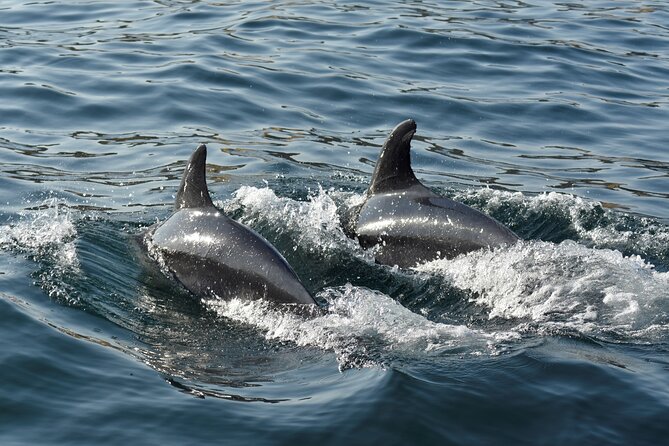 Benagil Caves and Dolphin Watching - 2.5h - Is there time to swim?