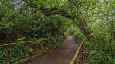 Caldeirão Verde: Queimadas PR9 Transfer and Self-Guided Hike