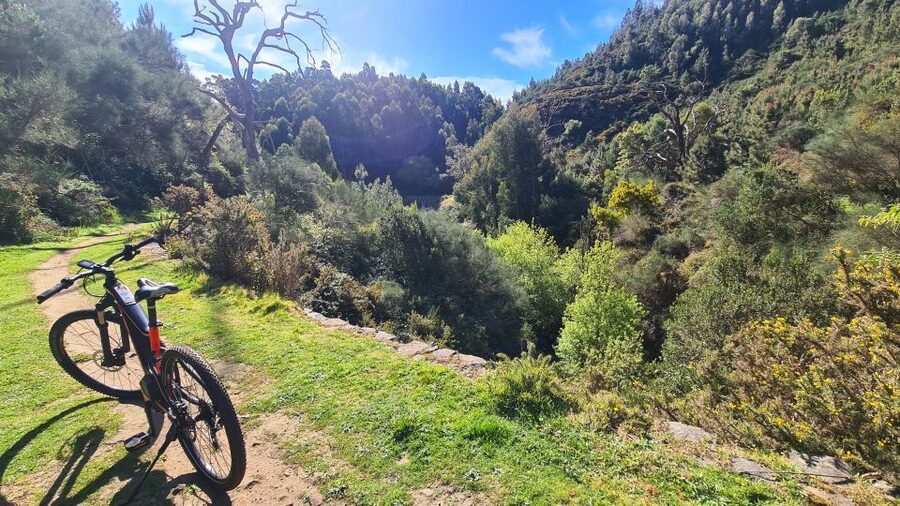 Camacha: Levada Trail e-Bike Guided Tour - The water mill and unusual tree stop