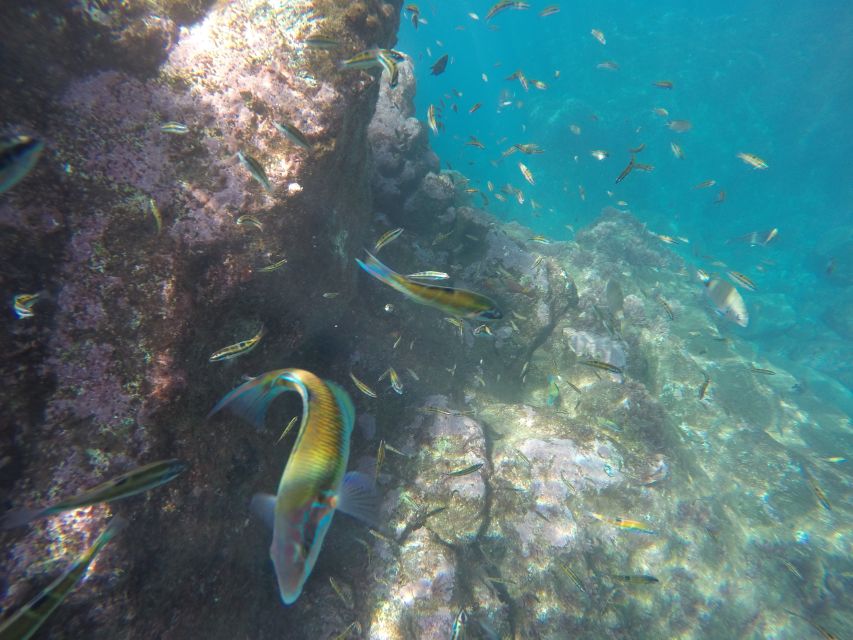 Caniço, Madeira: Marine Reserve Kayak & Snorkelling Tour - How much kayaking and snorkeling you really get