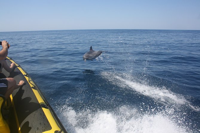 Caves and Dolphin Watching Cruise from Albufeira - Starting at Albufeira Marina