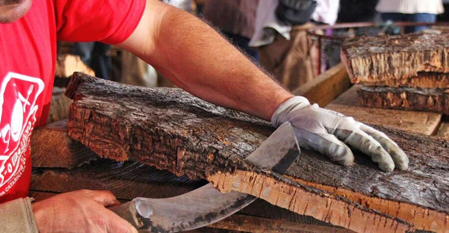 Cork Factory Tour - The opening video explains the cork oak