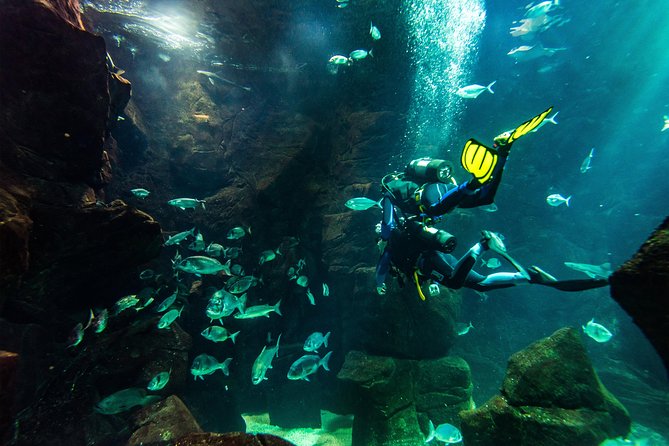 Diving in the Madeira Aquarium - The briefing makes the first session less intimidating