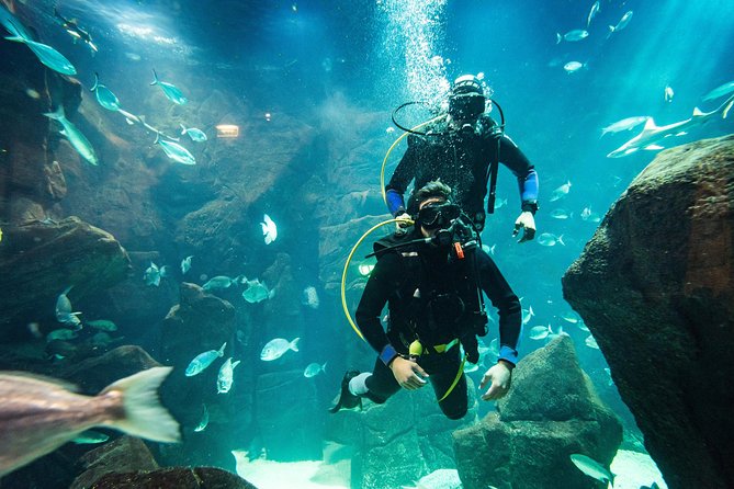 Diving in the Madeira Aquarium - First water session: the Cachalote natural pools