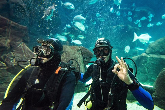 Diving in the Madeira Aquarium - How the small group affects the experience