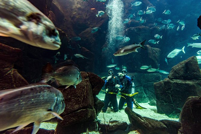 Diving in the Madeira Aquarium - Arriving at Aquario da Madeira in Porto Moniz